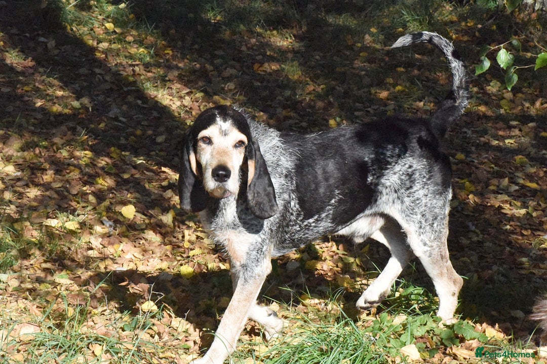 Grand Bleu De Gascogne dogs for adoption: Thor  - Image 9