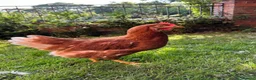 Chickens poultry for sale: Point of lay Warren Brown Hens  - Advert 1