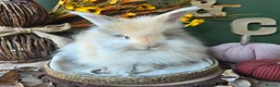 Angora rabbits for sale: English Angora Babies - Advert 6