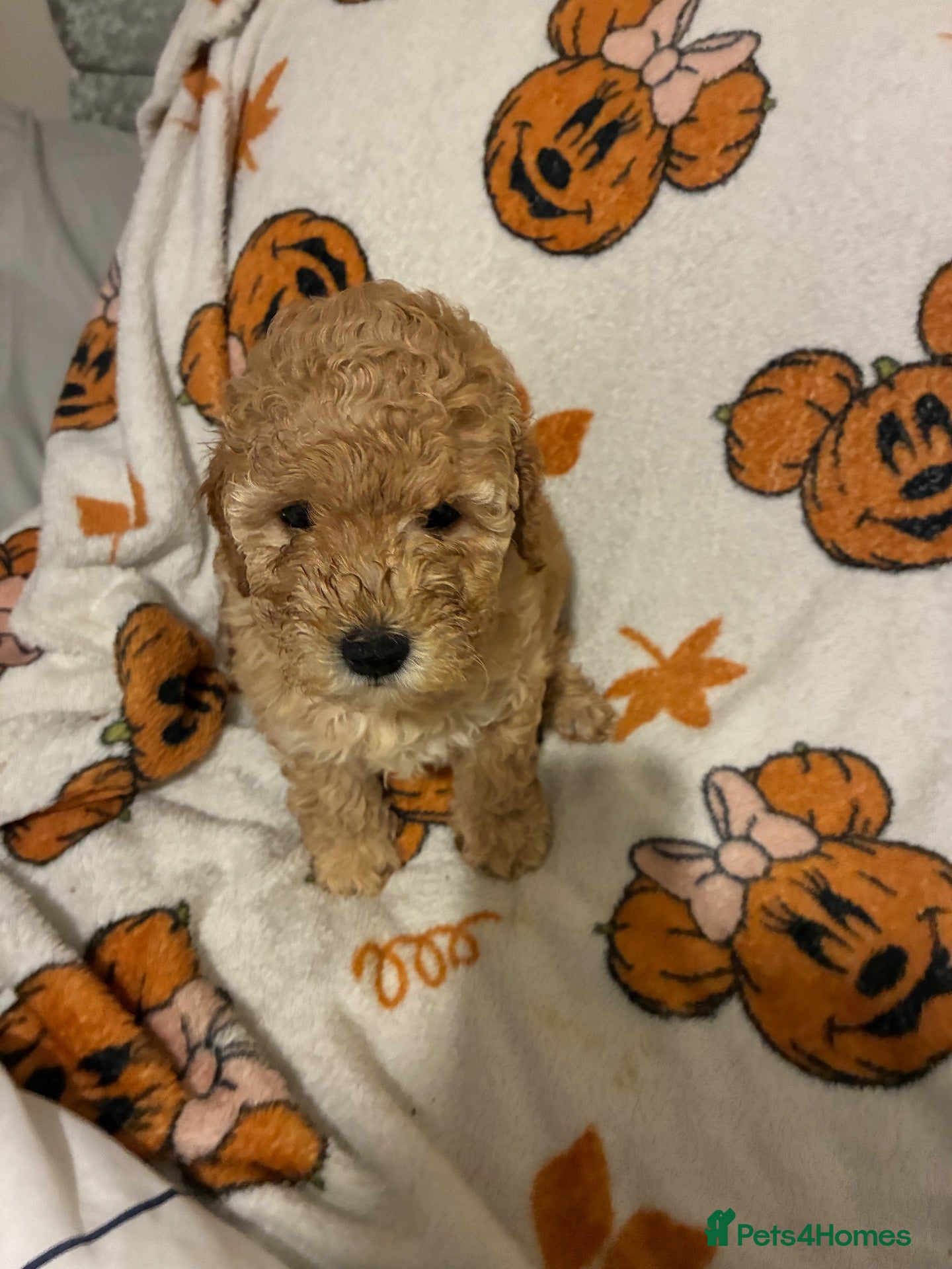 Mixed Breed dogs Beautiful F1B Patterpoo Pups for Sale - Advert 2