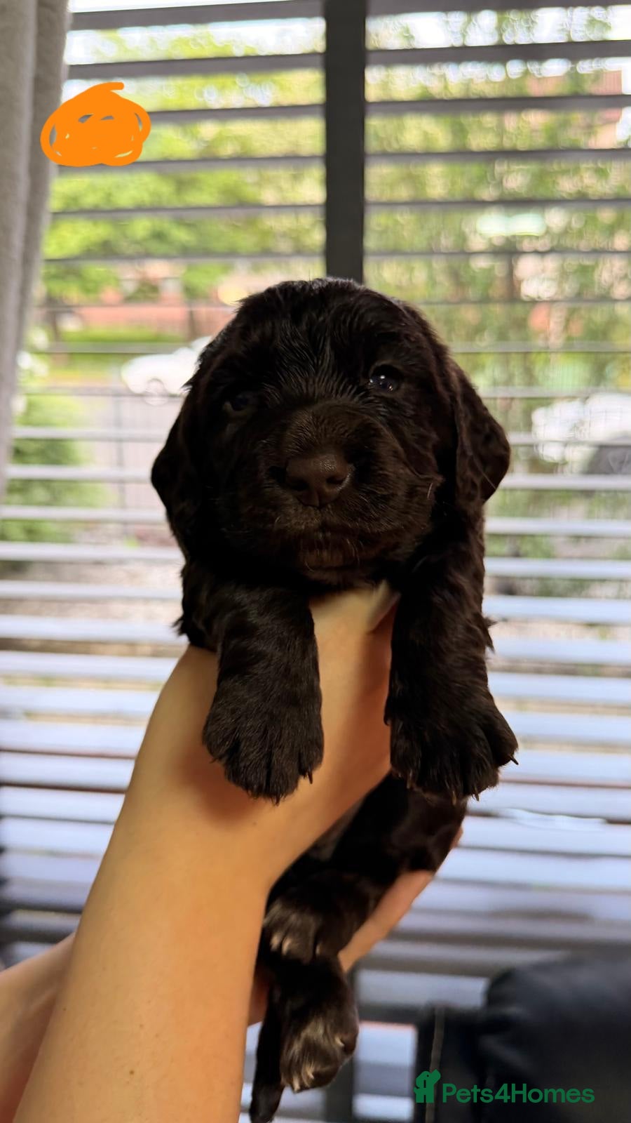 Cocker Spaniel dogs for sale: KC Reg Working Cocker Spaniel Pups ** 1 Boy Left** - Advert 27