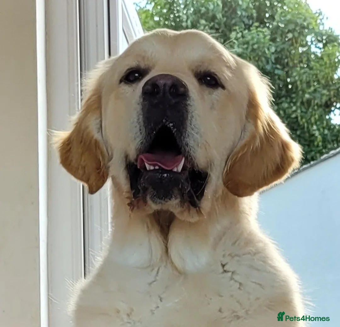 Golden Retriever dogs for stud: Cesarka Golden Retrievers in Conwy - Advert 17