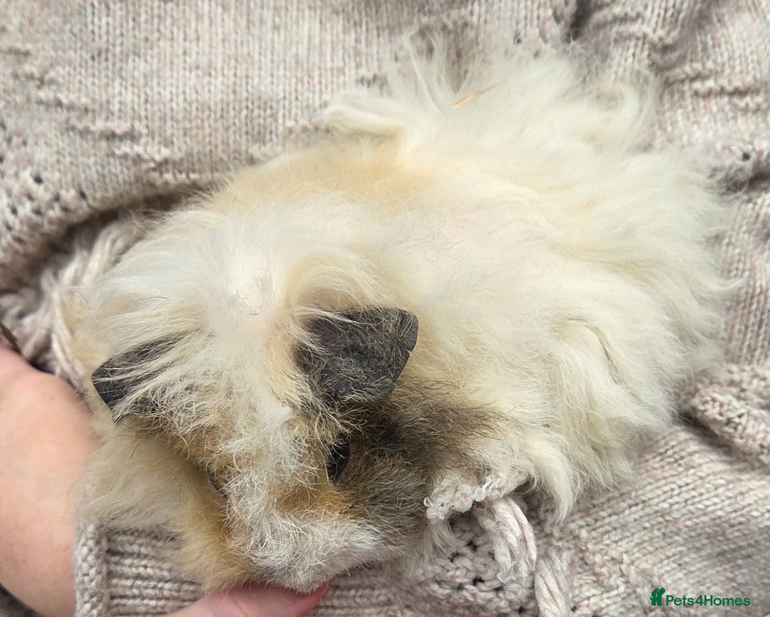 Guinea Pig rodents for sale: 3 beautiful females for sale  - Image 12