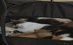 Mixed Breed cats for sale: 2 Ginger Kitties - Image 9