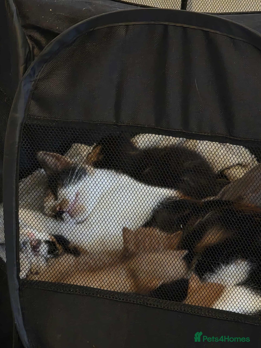 Mixed Breed cats for sale: 2 Ginger Kitties - Image 9