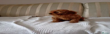 Cavapoo 8