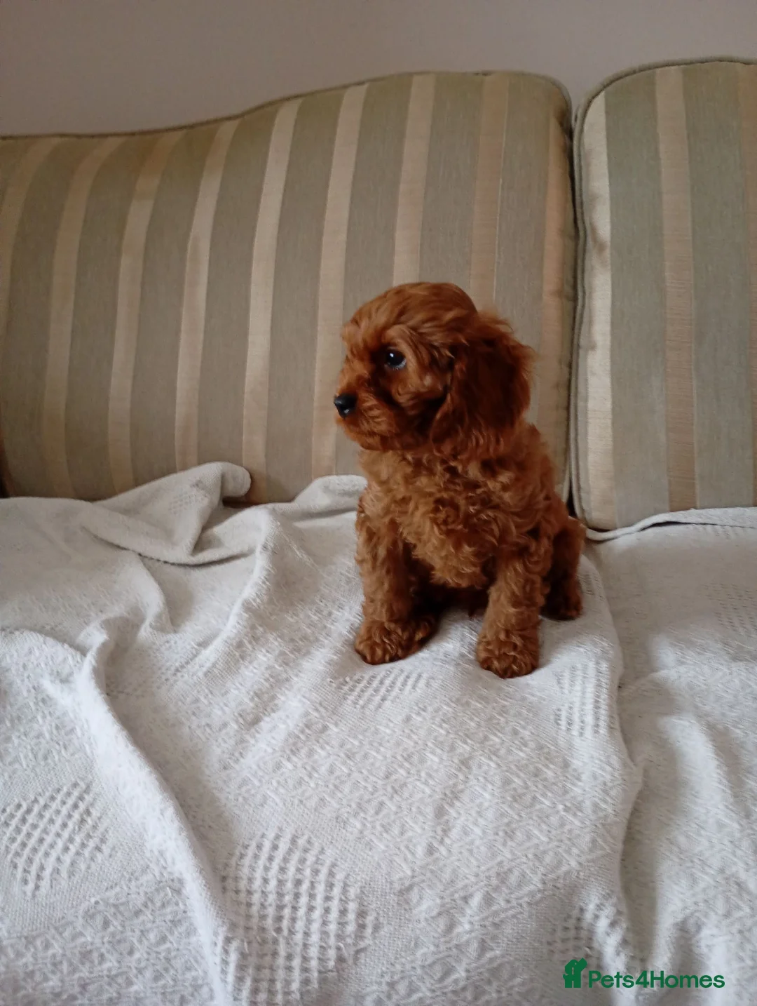 Cavapoo dogs for sale: 8 stunning Cavapoo 🐕‍🦺 puppies 🐕‍🦺 - Advert 16