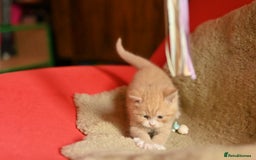 British Shorthair cats for sale: ⭐Rare Cream British Shorthair Boy ⭐  - Image 13