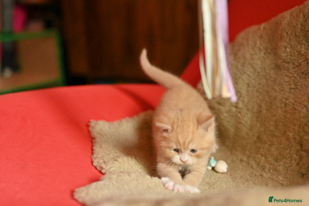 British Shorthair cats for sale: ⭐Rare Cream British Shorthair Boy ⭐  - Image 13