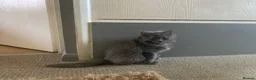 British Shorthair cats for sale: British shorthair x Ragdoll  - Advert 7