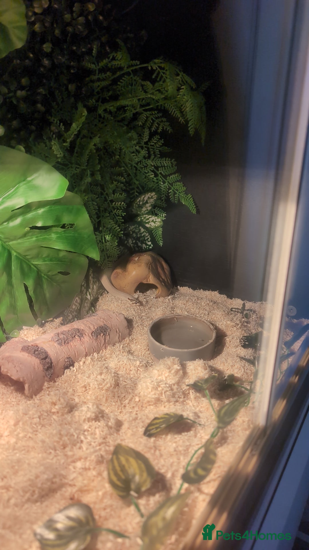 Snake reptiles for sale: Hot nose born June 2025 for sale  - Advert 2