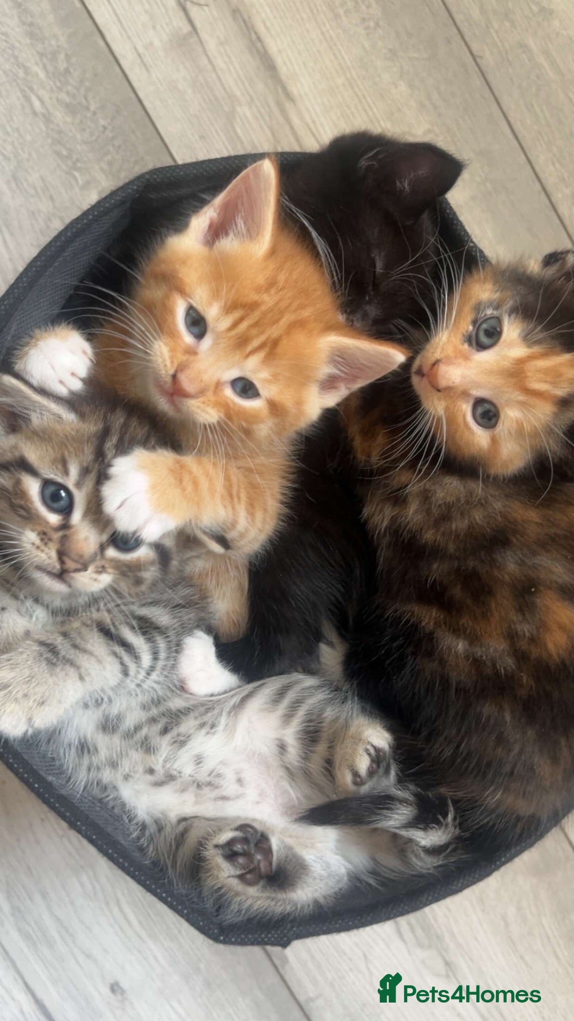 Mixed Breed cats 4 beautiful kittens  - Advert 16