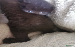 Scottish Fold cats for sale: Schotish fold  - Image 3