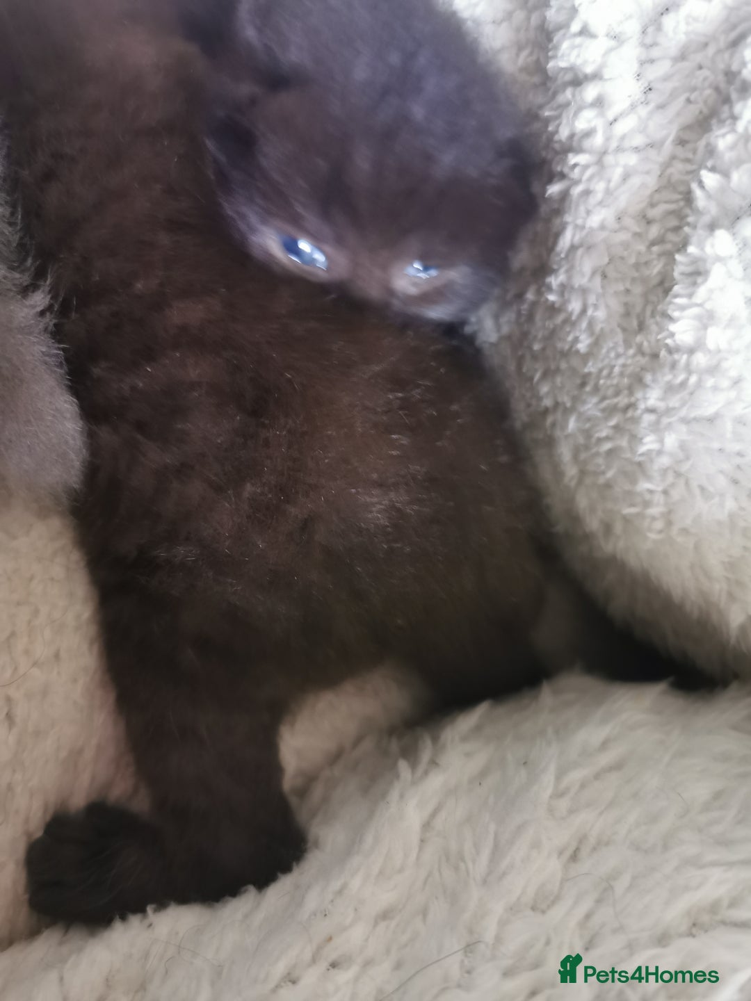 Scottish Fold cats for sale: Schotish fold  - Image 3