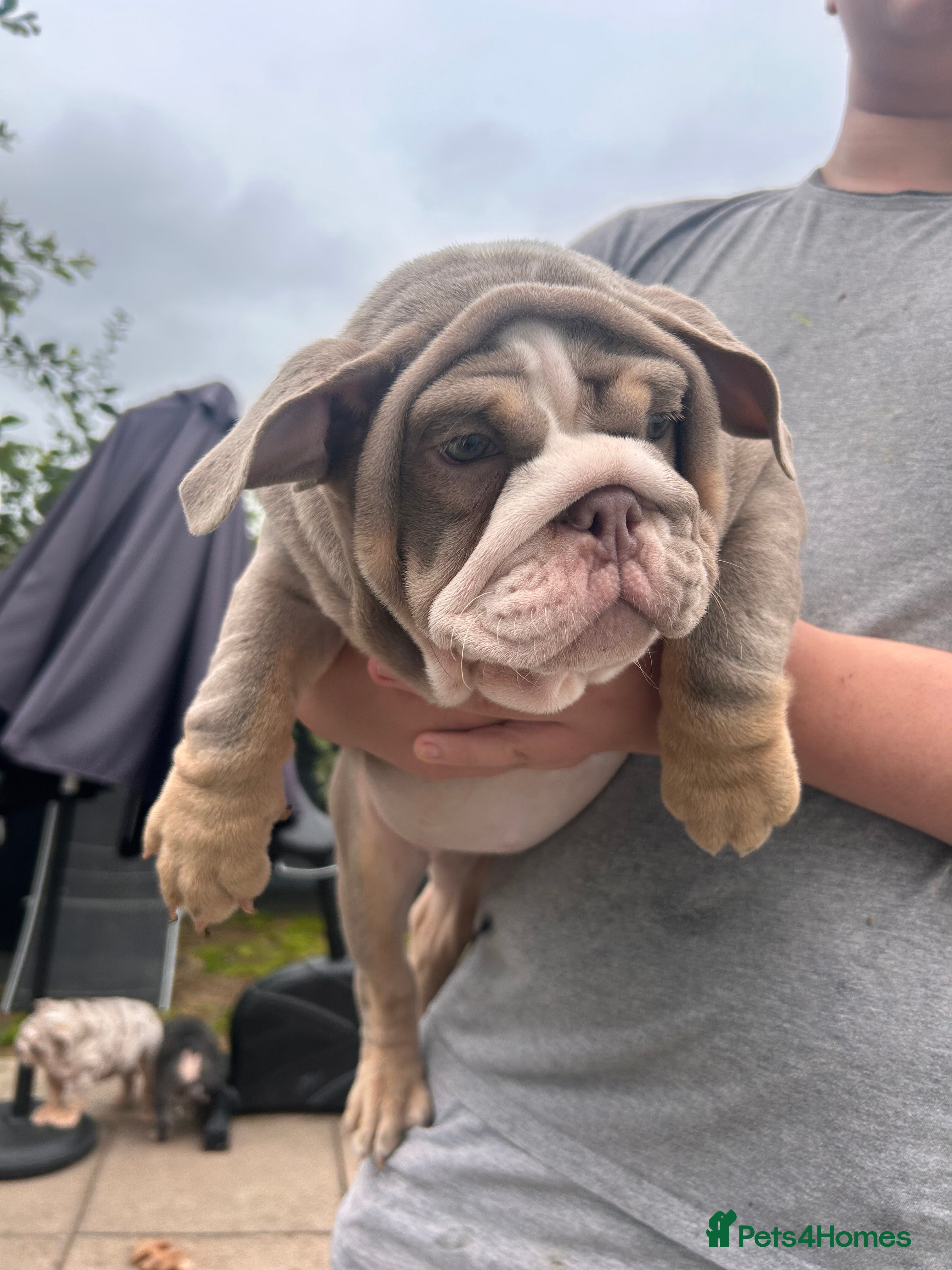 English Bulldog dogs Winnie’s amazing litter of 6 beautiful babies - Advert 2