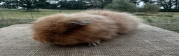 Guinea Pig rodents for sale: Swiss Sow (other breeds available)  - Advert 4