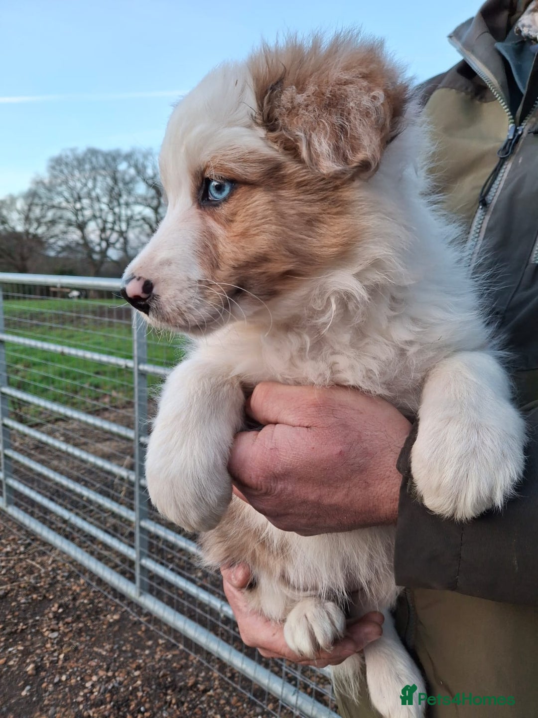 Border Collie dogs for sale: Rare sable merle long coat collie puppies  - Advert 6