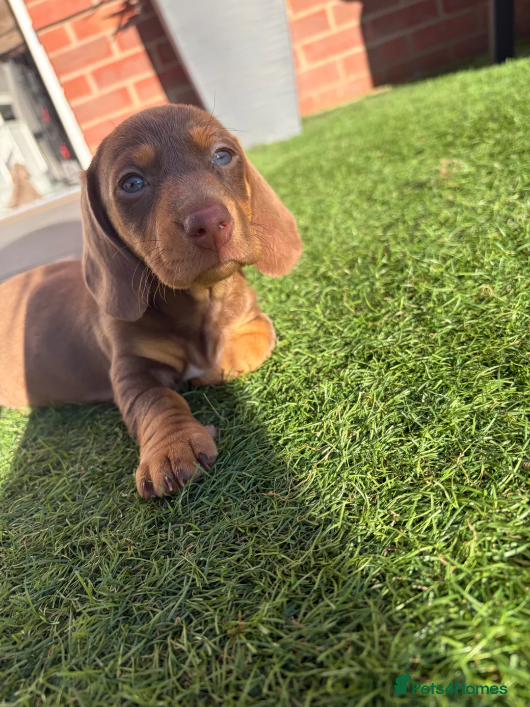 Miniature Dachshund dogs for sale: KC registered READY TO GO  - Advert 1