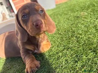 Miniature Dachshund dogs KC registered READY TO GO - Advert 1