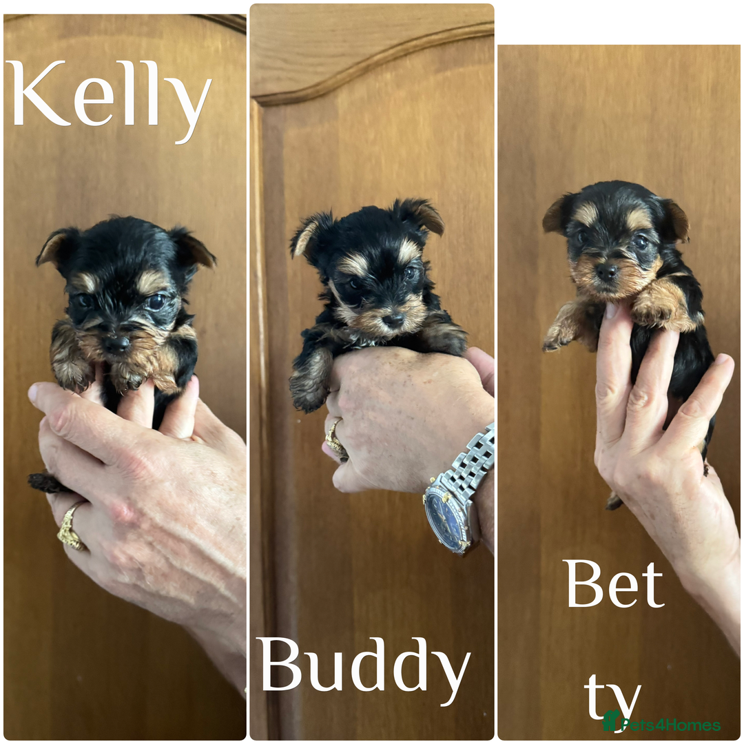 Yorkshire Terrier dogs for sale: Yorkshire terrier puppy  - Image 28