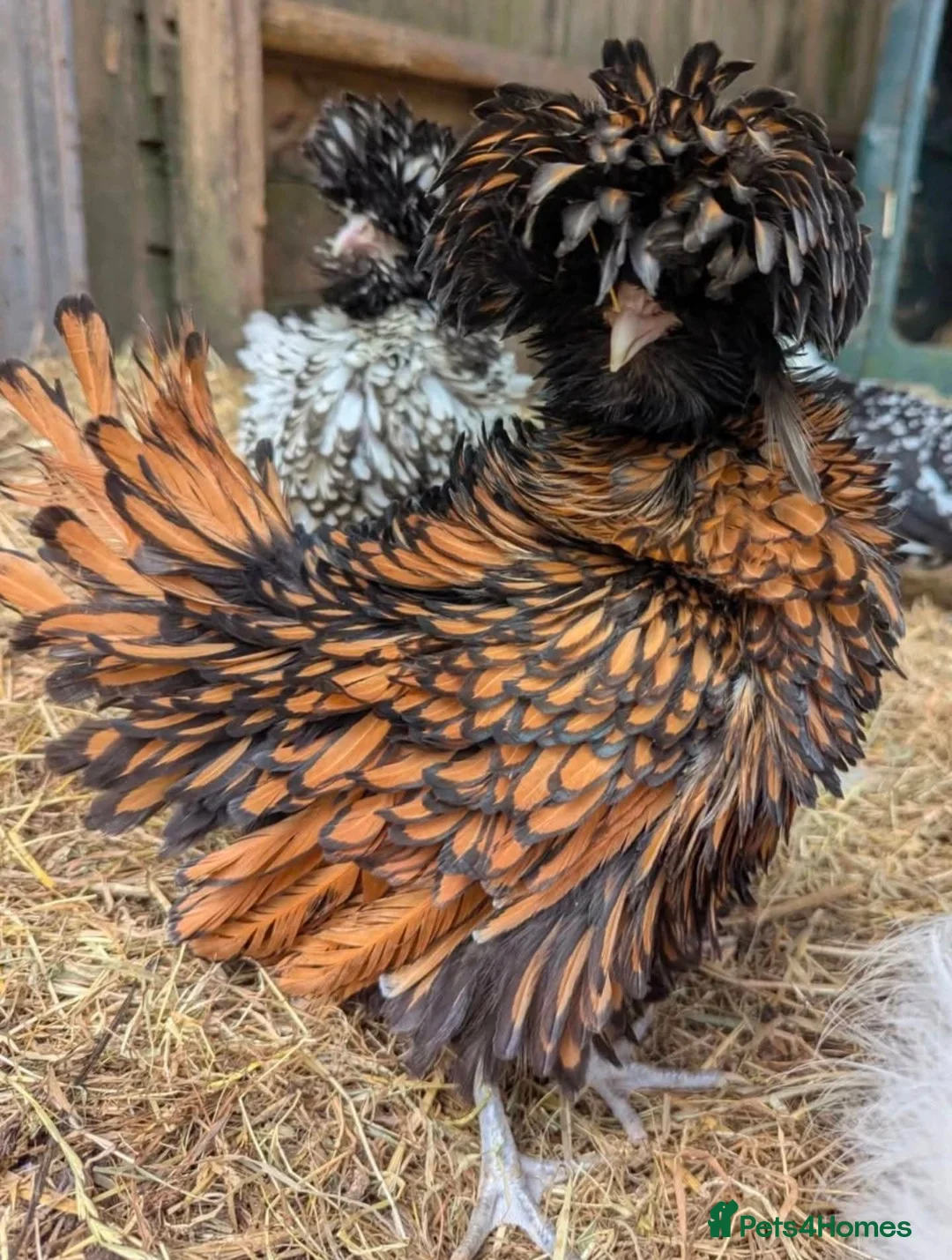 Chickens poultry for sale: Purebred Polish Poland Bantam Hatching Egg - Advert 3