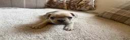 French Bulldog dogs for sale: French bulldog puppies - Advert 3