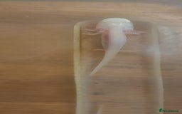 Axolotl reptiles for sale: Axalotyls for sale  - Image 3