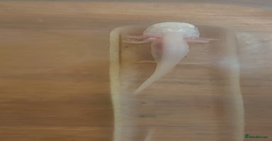 Axolotl reptiles - Advert 5