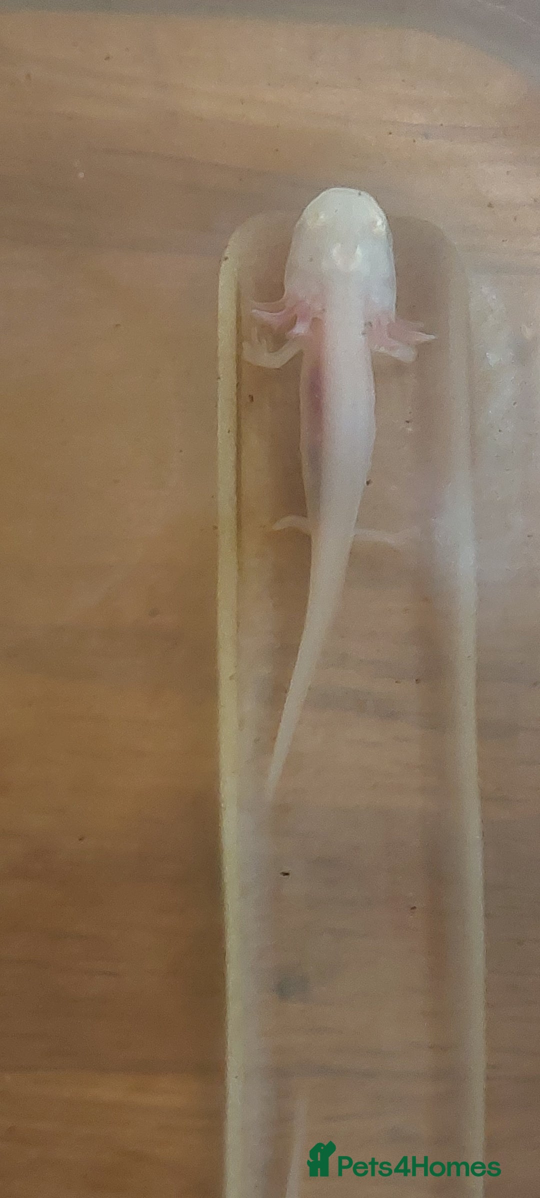 Axolotl reptiles for sale: Axalotyls for sale  - Image 3