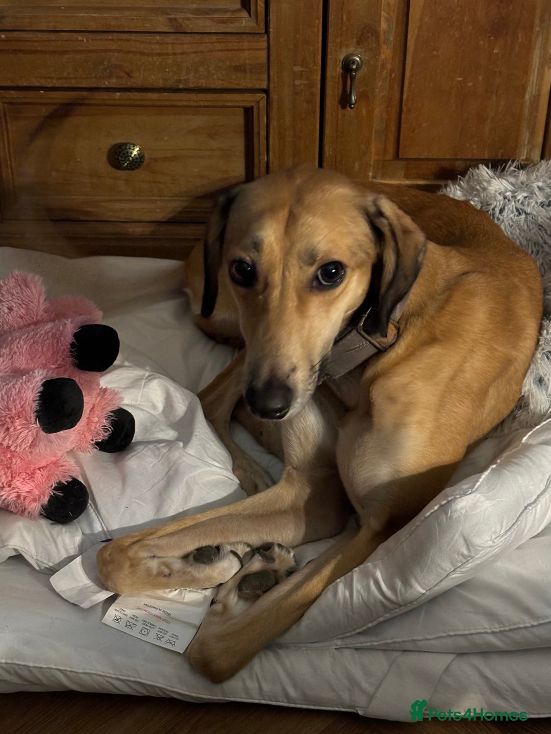 Mixed Breed dogs for sale: Beautiful saluki x greyhound for adoption - Image 16