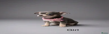 Chihuahua Puppy 6