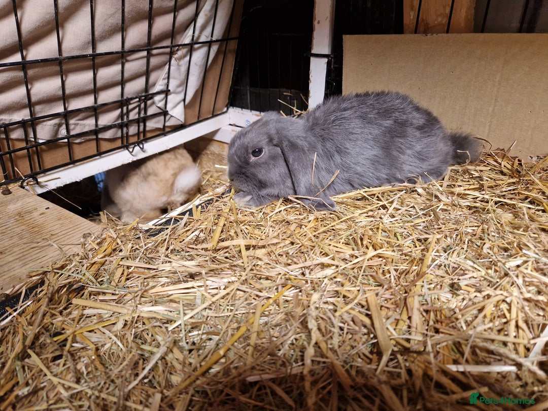 Mini Lop rabbits for sale: Purebred Mini Lop Babies in Bury - Image 9