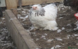 Chickens poultry for sale: Pekin pullets, Silver/black, & Millefleur - Image 2