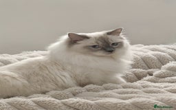 Ragdoll cats for sale: 🩵Blue Point KITTENS for sale!🩵 - Image 15