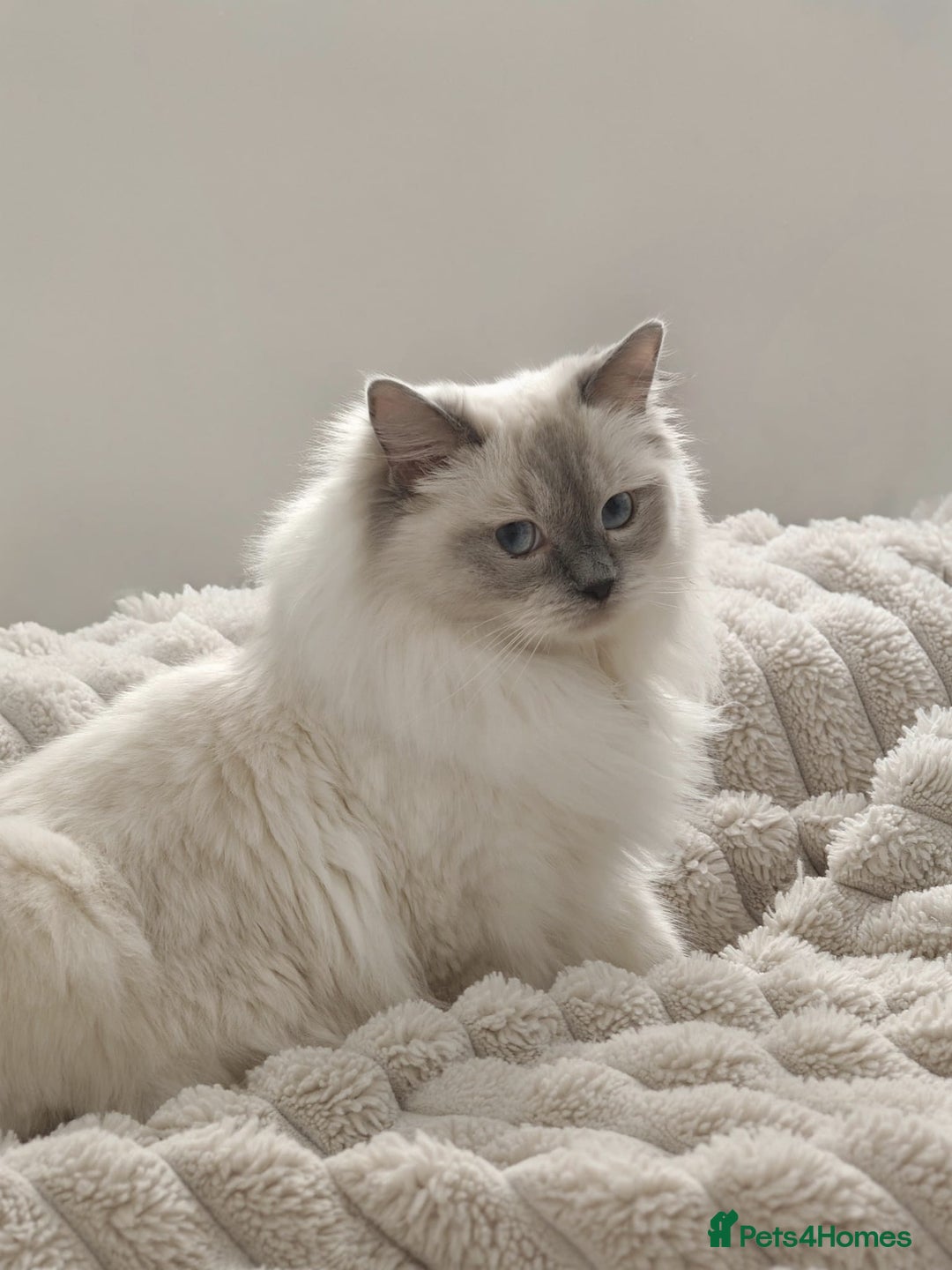 Ragdoll cats for sale: 🩵Blue Point KITTENS for sale!🩵 - Image 15