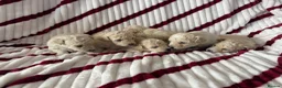 Miniature Poodle dogs for stud: 🧬KC miniature silver poodle STUD ONLY 🧬 - Advert 5