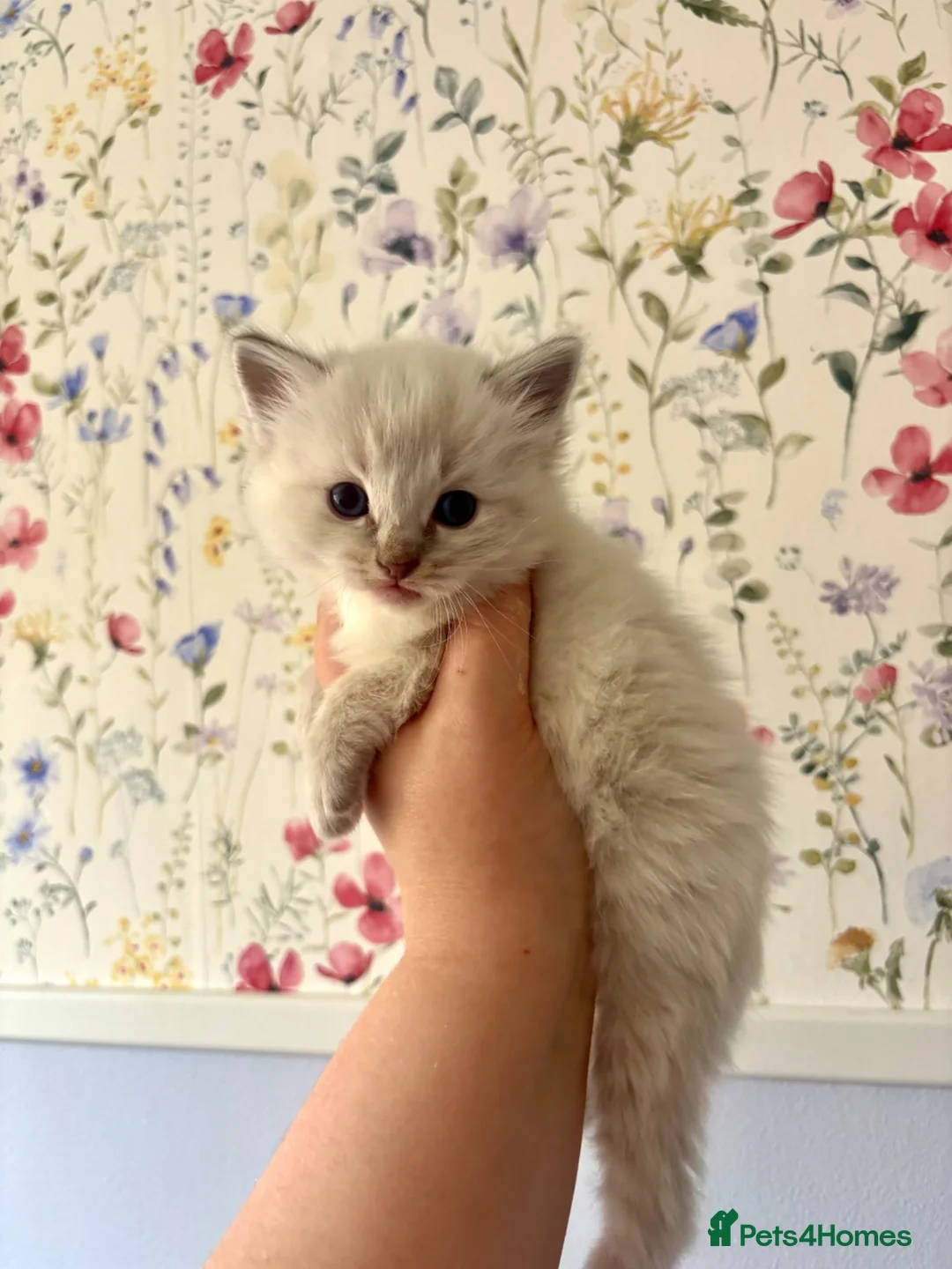 Ragdoll cats for sale: Marvellous mink babies  - Advert 2