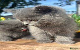 British Shorthair cats for sale: 3 PURE BSH kittens - Image 21