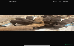 Whippet dogs for sale: Stunning whippet puppies - Advert 2