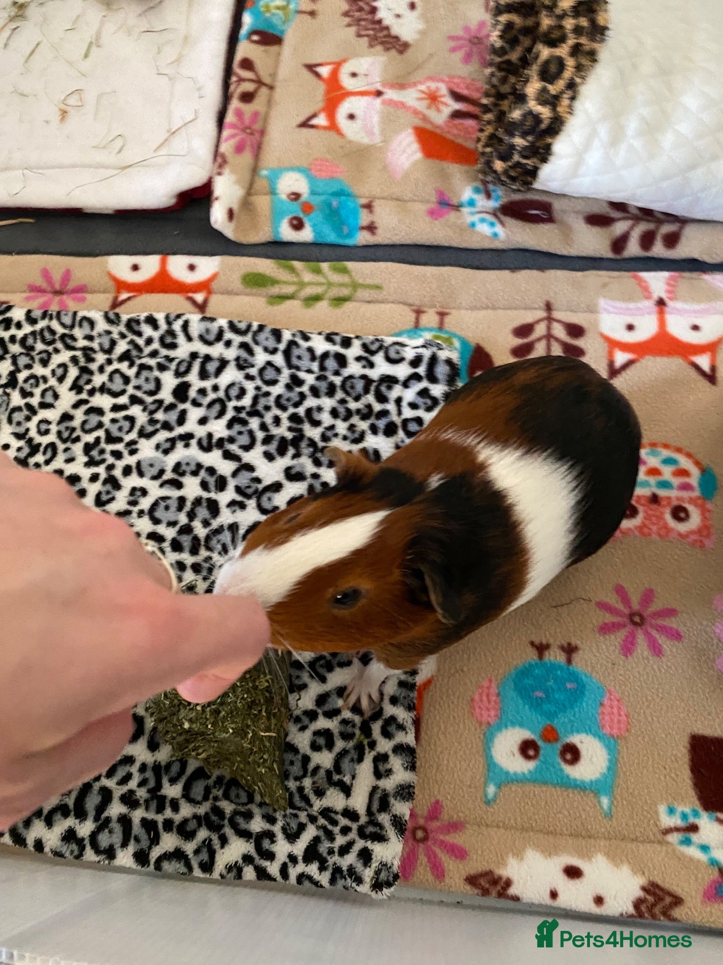 Guinea Pig rodents Lovely Guinea Pig male 7 months old  - Advert 4