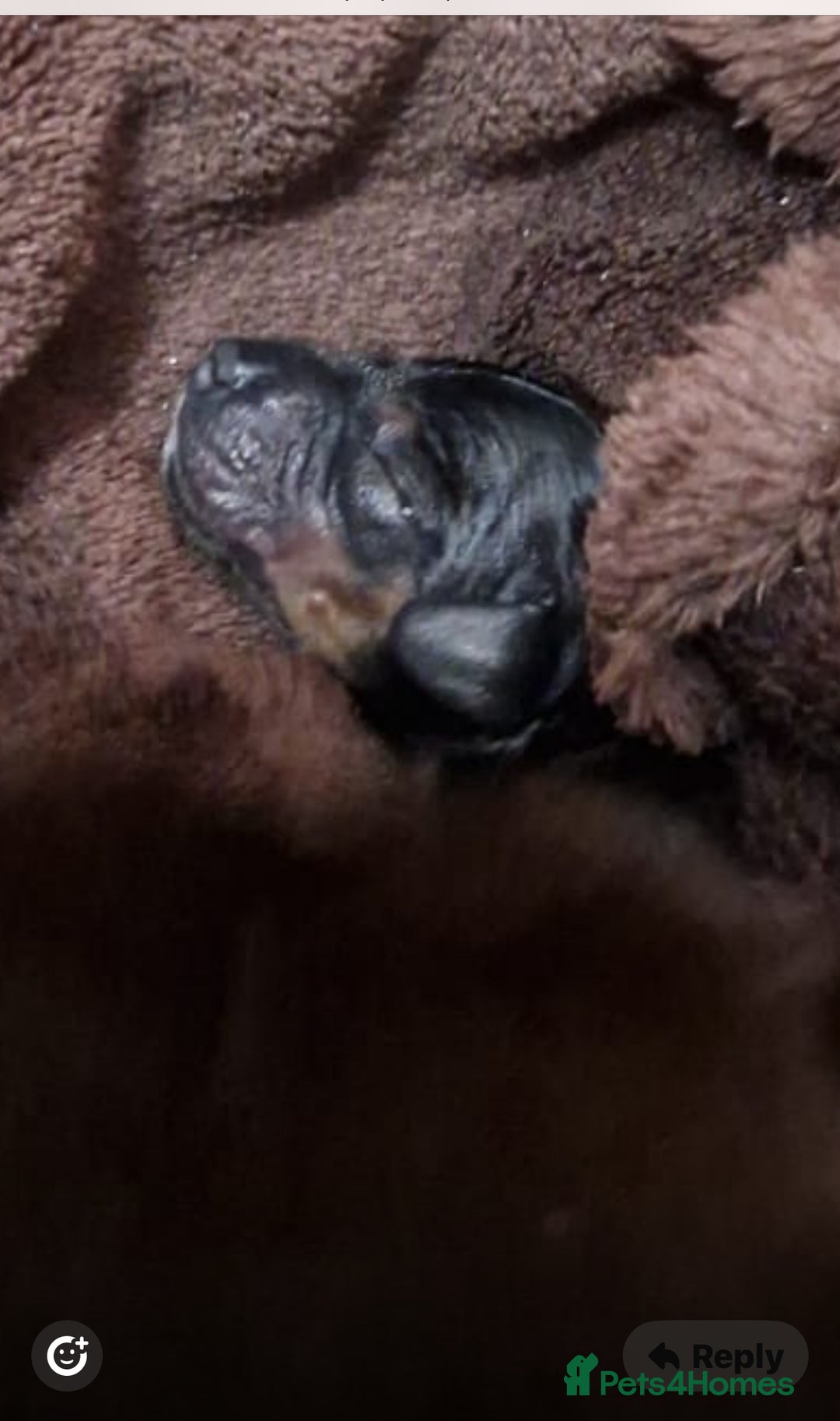 Miniature Dachshund dogs for stud: KC Reg Black/cream,proven,gorgeous boy stud only  - Advert 21