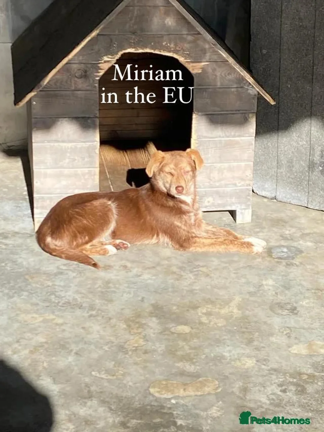 Mixed Breed dogs for adoption: Miriam, 14 months approx. Available for adoption.. - Advert 7