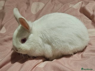 Netherland Dwarf rabbits 💫 Netherland dwarf - Advert 13