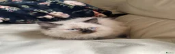 Ragdoll cats for sale: Ragdoll kittens  - Advert 5