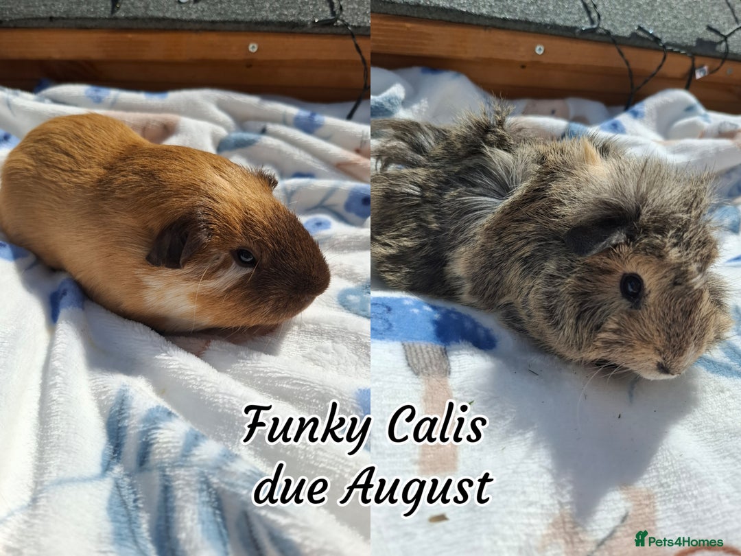 Guinea Pig rodents for sale: Beautiful Baby Guinea Pigs - Image 16