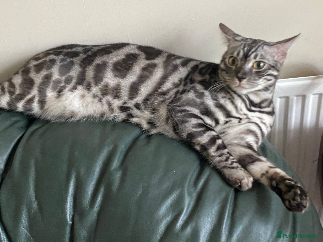 Bengal cats for sale: 💙Stunning Silver Charcoal black spotted tabby  - Advert 13