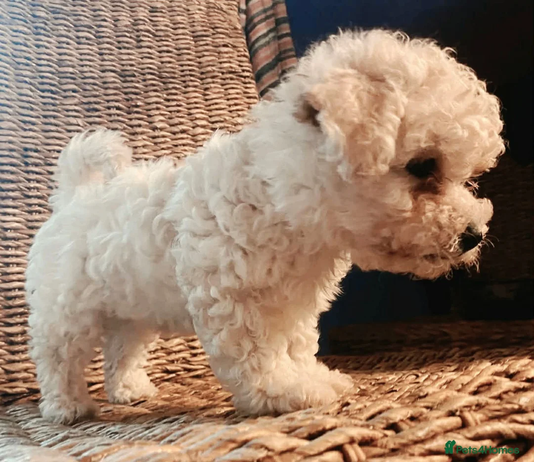 Cavapoochon dogs for sale: A beautiful Cavapoochon girl reade to leave now  - Advert 13