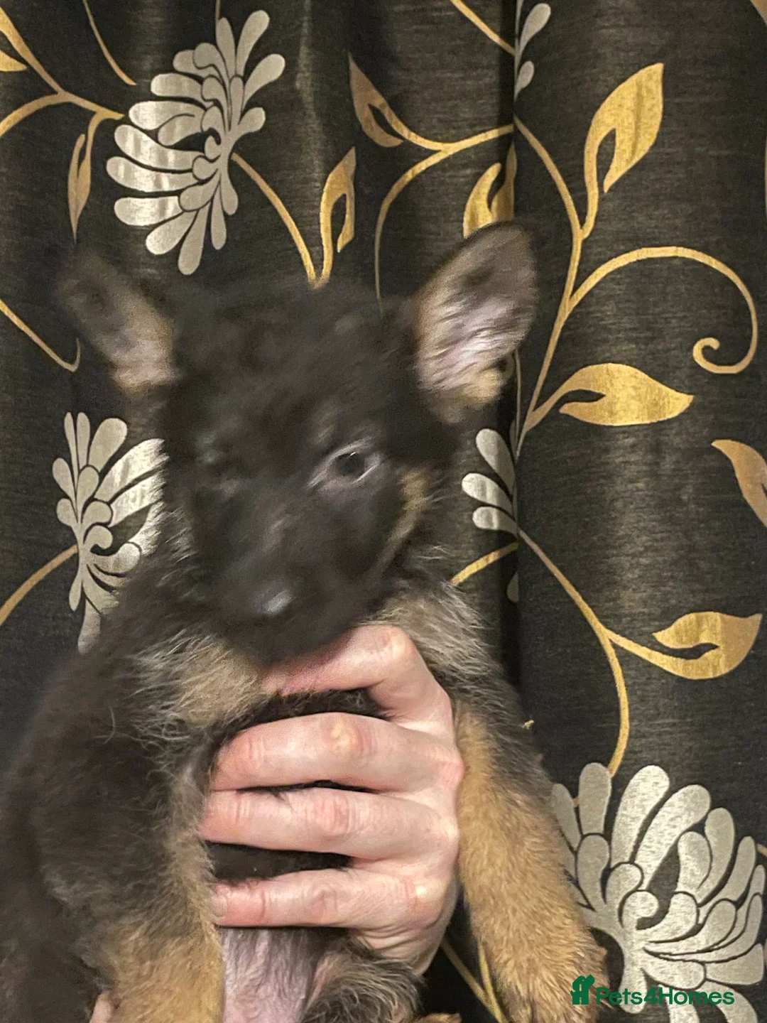German Shepherd dogs for sale: German shepherd puppies ready now  in Sheffield - Advert 15