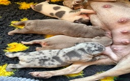 French Bulldog dogs for sale: Adorable French Bulldog Puppies for Sale 🐾 - Image 8