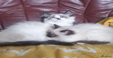 Ragdoll cats - Advert 2